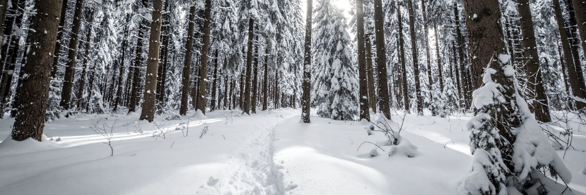 Genetic Counselors and Multi-Cancer Early Detection Testing: Finding Our Place in a New Frontier