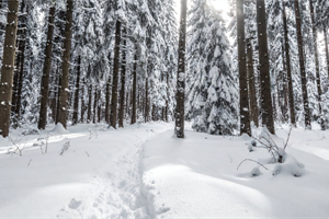 Genetic Counselors and Multi-Cancer Early Detection Testing: Finding Our Place in a New Frontier